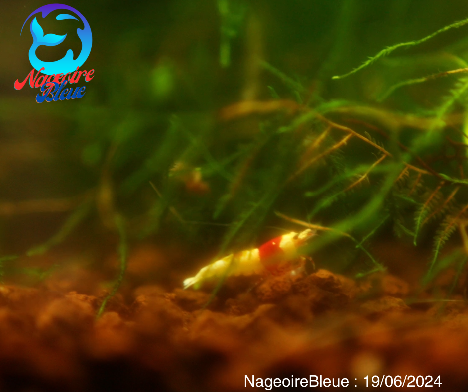 Crevette Crystale rouge - NageoireBleue