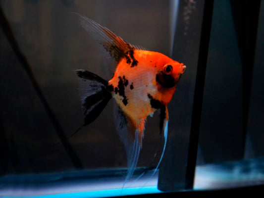 Scalaire Red Devil (Moyen) - NageoireBleue