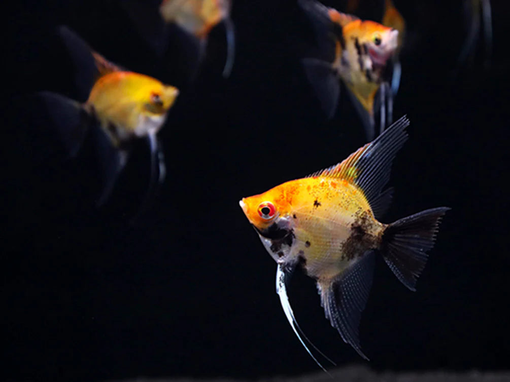 Scalaire "red devil" (Juvénile) - NageoireBleue