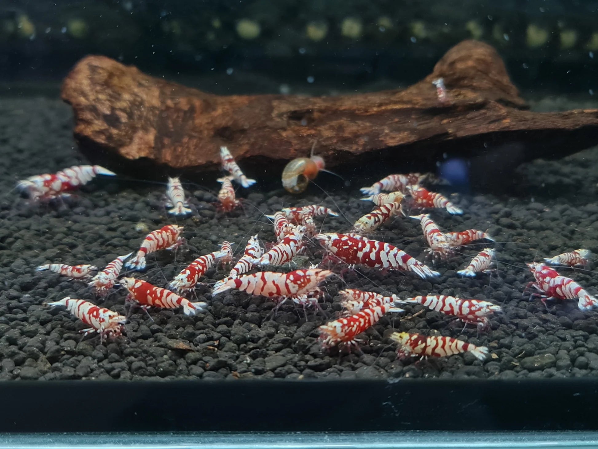 Crevette "Red tiger fancy" haut grade - NageoireBleue