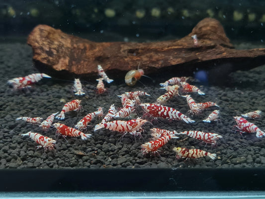 Crevette "Red tiger fancy" haut grade - NageoireBleue