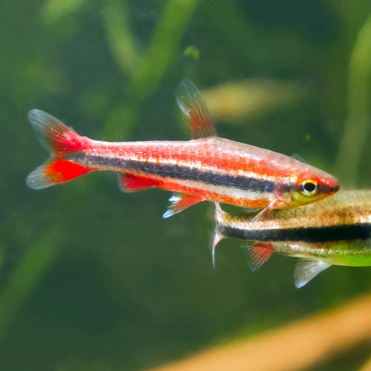 Poisson-crayon rouge doré - NageoireBleue