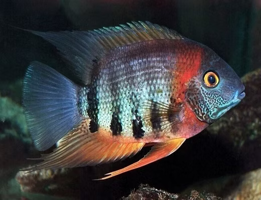 Severum "Red Neck" 3-4 pouces