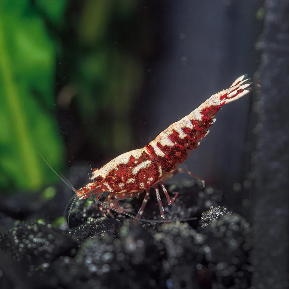 Crevette Rouge Galaxy Pinto - NageoireBleue
