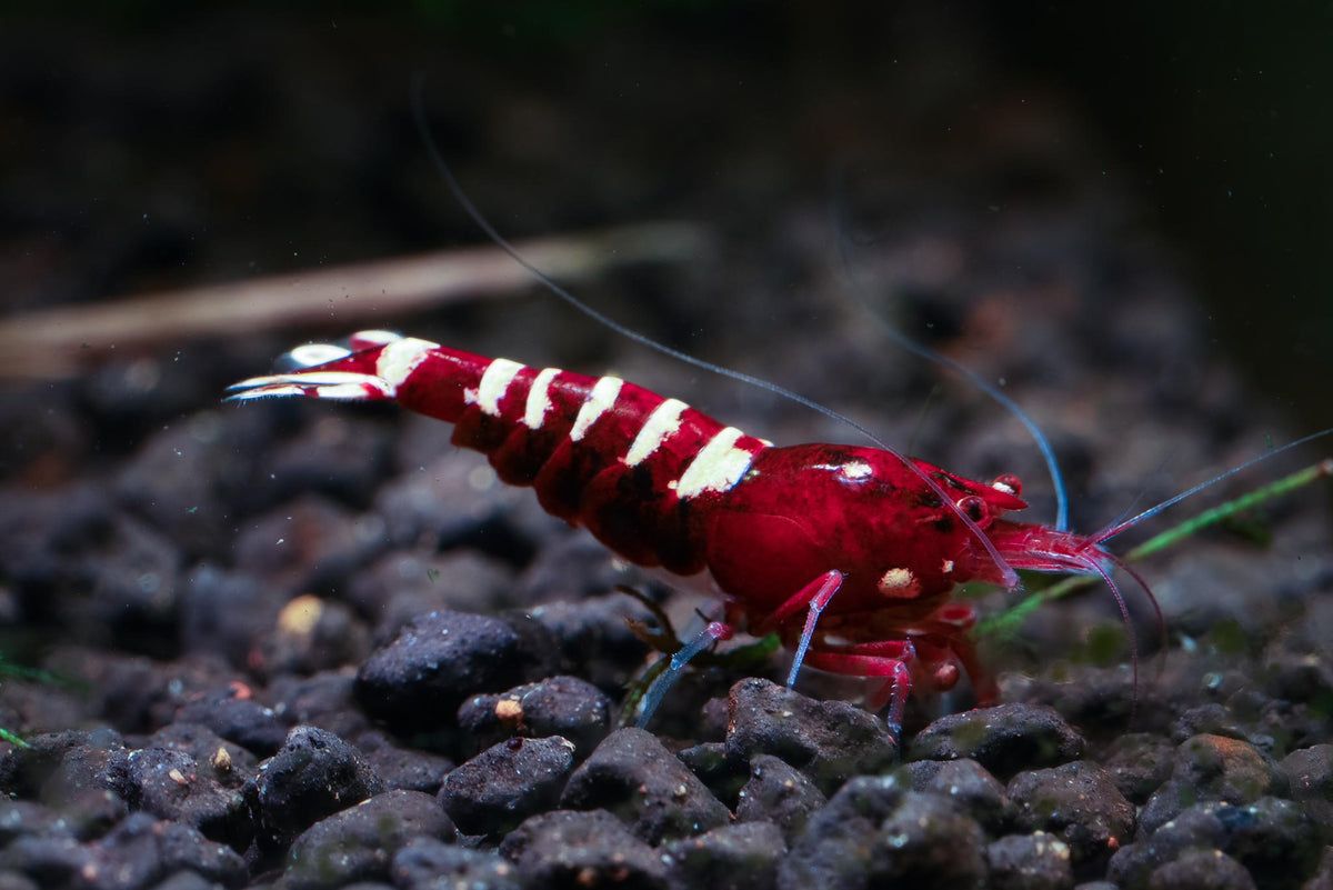 Crevette Pinto Zébrée Rouge - NageoireBleue