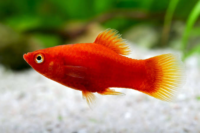 Platy rouge