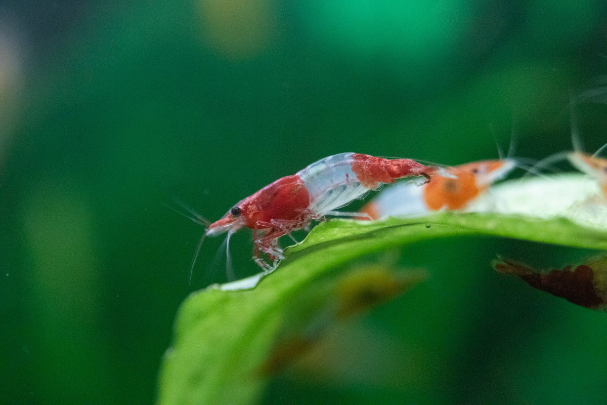 Crevette Néocaridina Rili Rouge - NageoireBleue
