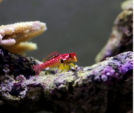 Red scooter blenny/synchiropus stellatus