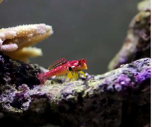 Red scooter blenny/synchiropus stellatus - NageoireBleue