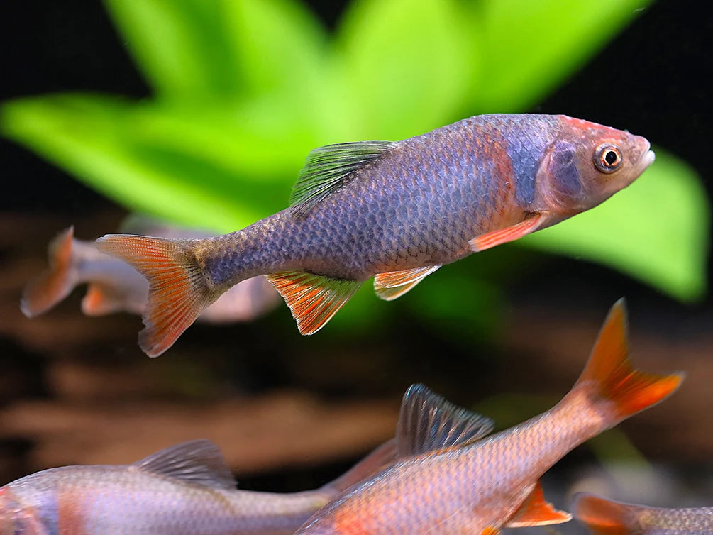 Red Shiner mâle (Cyprinella lutrensis)