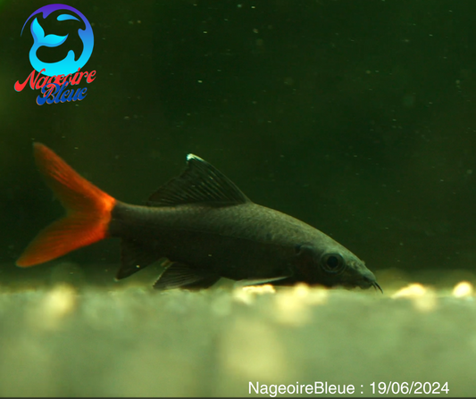 Requin à queue rouge noir (Epalzeorhynchos bicolor) - NageoireBleue