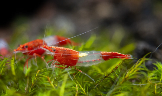 Crevette Rili - NageoireBleue