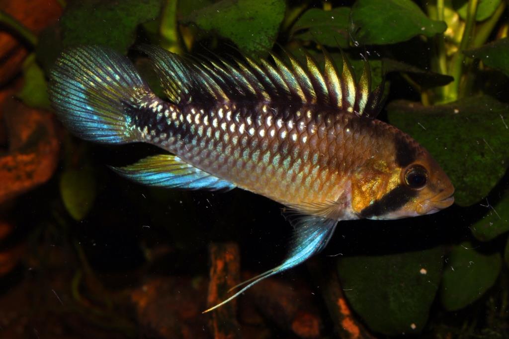 Apistogramma rositae (1 mâle + 1 femelle)