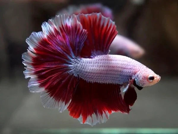 Betta à queue rose pétale (Photo à titre indicatif, les couleurs peuvent varier)