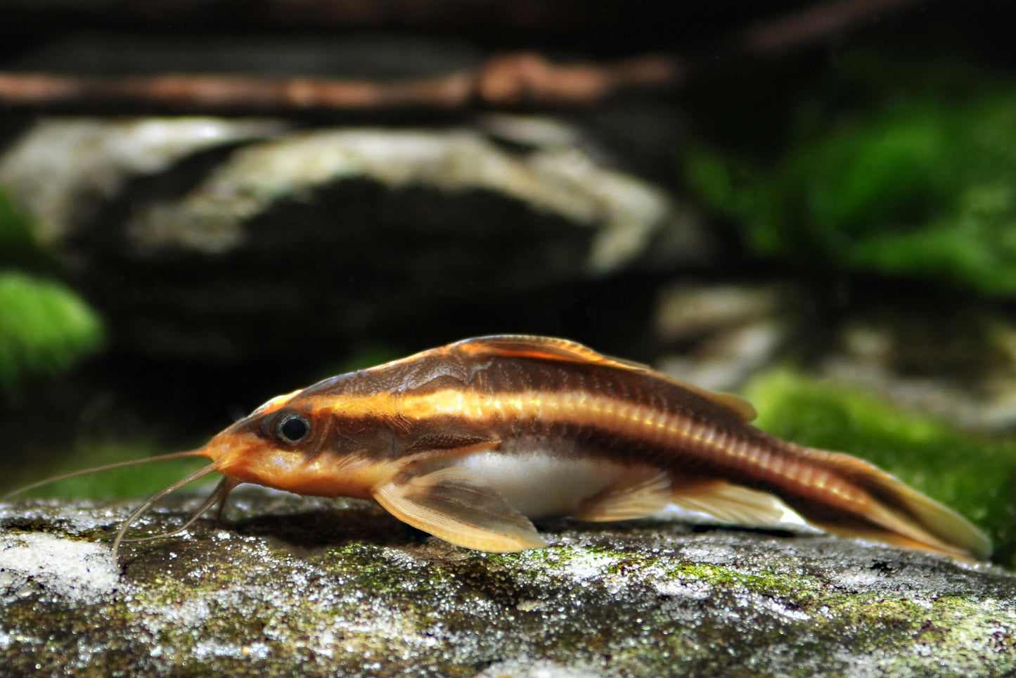Poisson-chat rayé Raphaël  1.5 pouces (Livraison)