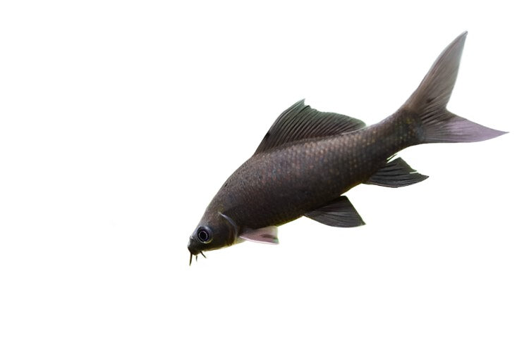 Black shark (Labeo chrysophekadion) - NageoireBleue