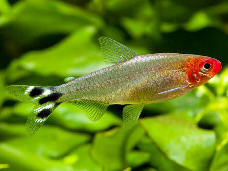 Tétra nez rouge (Rummy nose tetra)