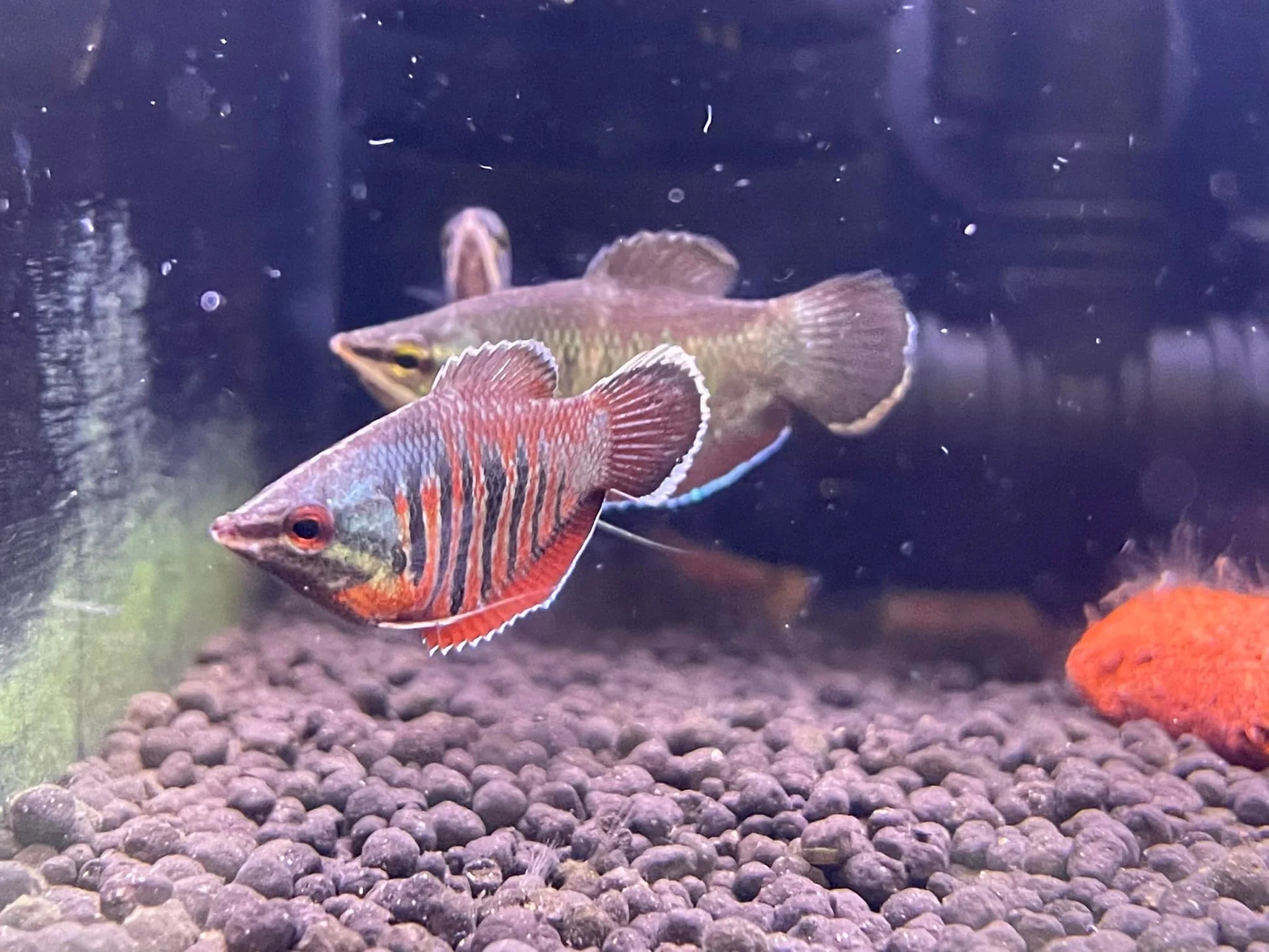 Gourami samouraï - NageoireBleue