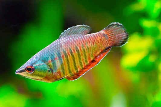 Gourami samouraï - NageoireBleue