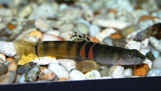 Loach Tri-Band (Schistura Balteata) - NageoireBleue