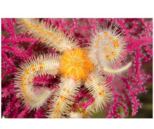 Black Brittle sea star Ophiotrix Fragilis