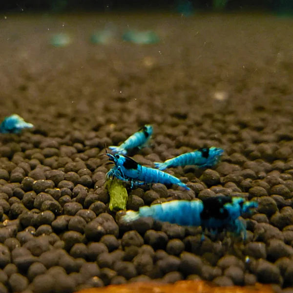Crevette King Kong Noir Shadow Mosura - NageoireBleue