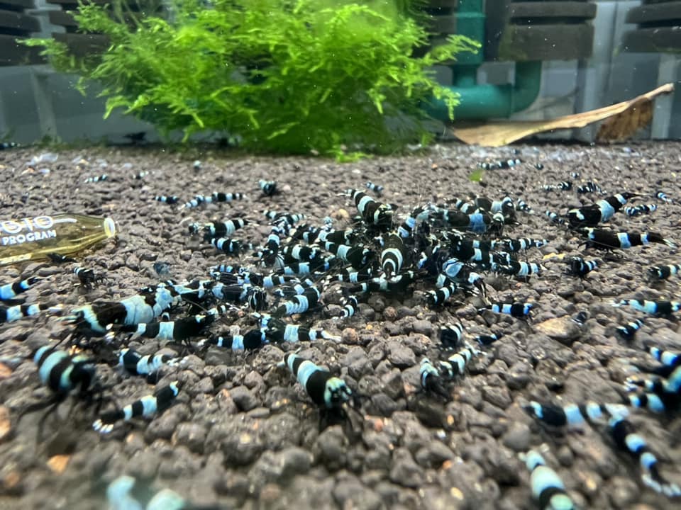 Crevette King Noir Shadow Panda - NageoireBleue