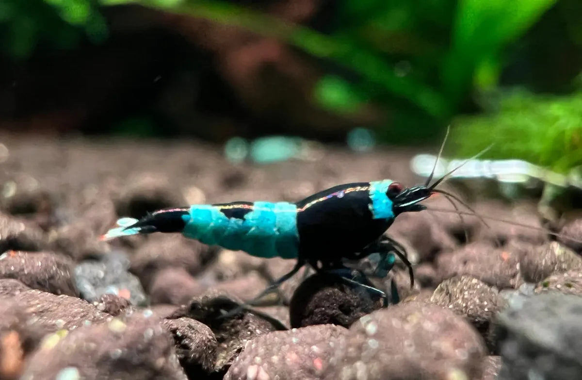 Crevette King Noir Shadow Panda - NageoireBleue