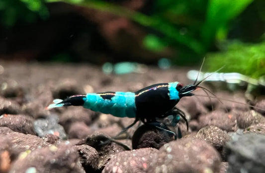 Crevette King Noir Shadow Panda de NageoireBleue, crevette vivante avec motif noir et blanc, en aquariophilie.
