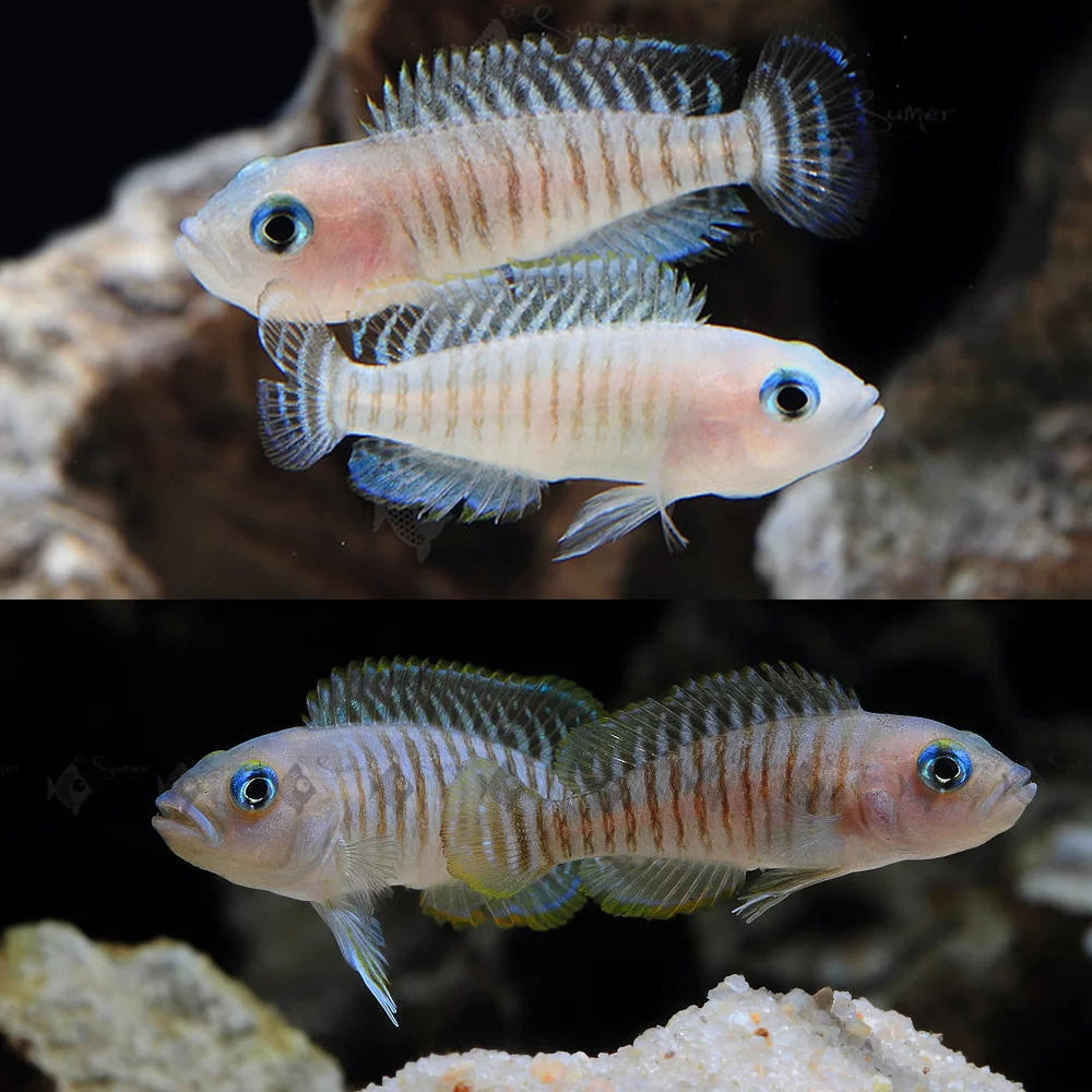 Neolamprologus multifasciatus « shell dweller multifasciatus » - NageoireBleue