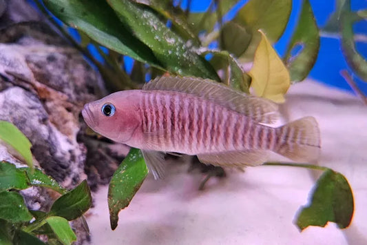 Neolamprologus multifasciatus « shell dweller multifasciatus »