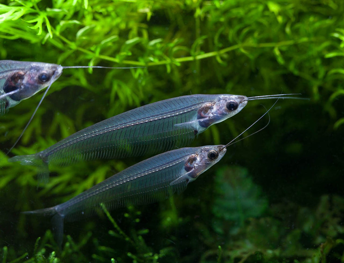 Silure de verre de NageoireBleue, poisson transparent avec corps allongé et nageoires, dans un environnement aquatique.
