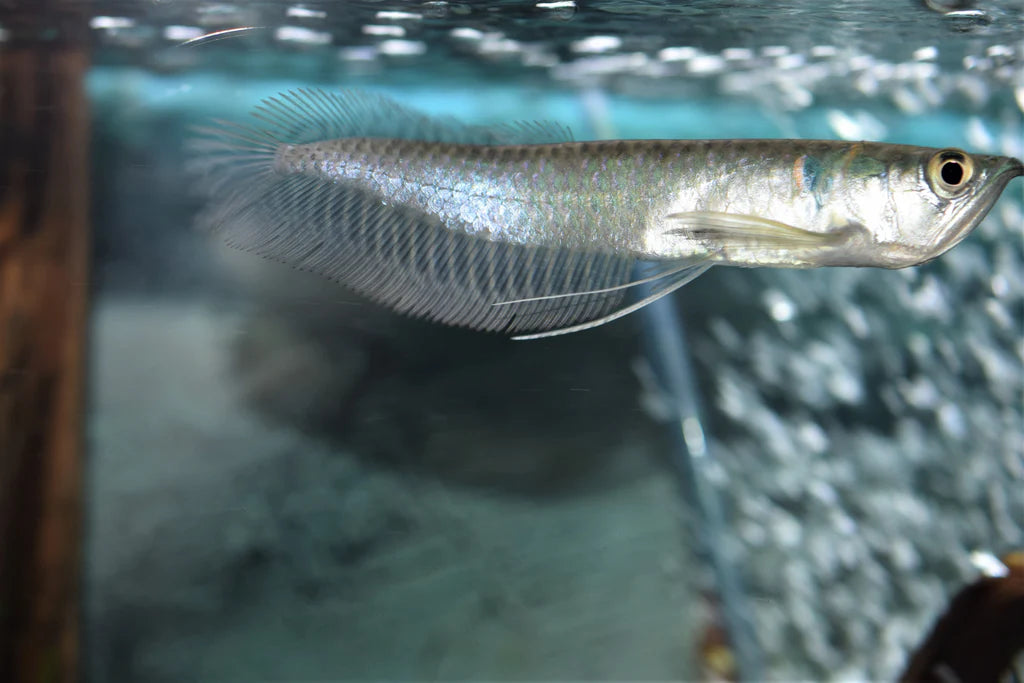 Arowana argenté (Silver arowana)