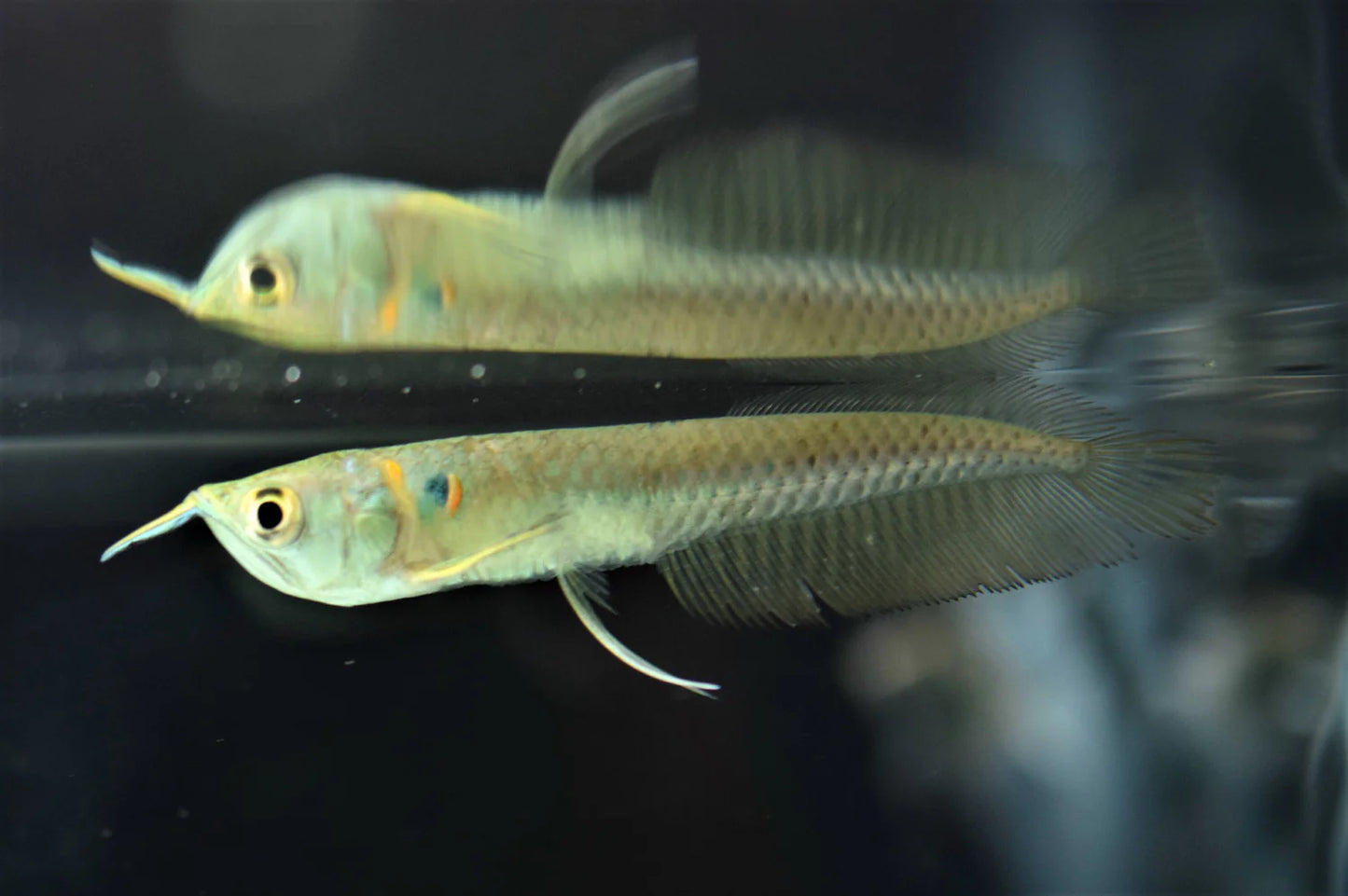 Arowana argenté (Silver arowana)