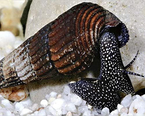 Escargots Lapin noir noir à point blanc