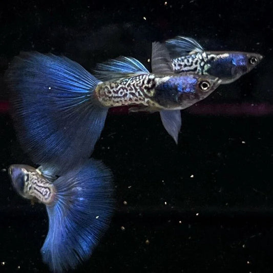 Guppy snakeskin (Mâle)