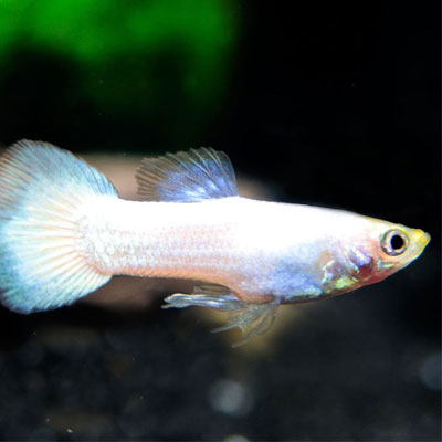 Guppy "snow white"(Mâle) (Disponible en magasin le dimanche 22 février 2026) - NageoireBleue