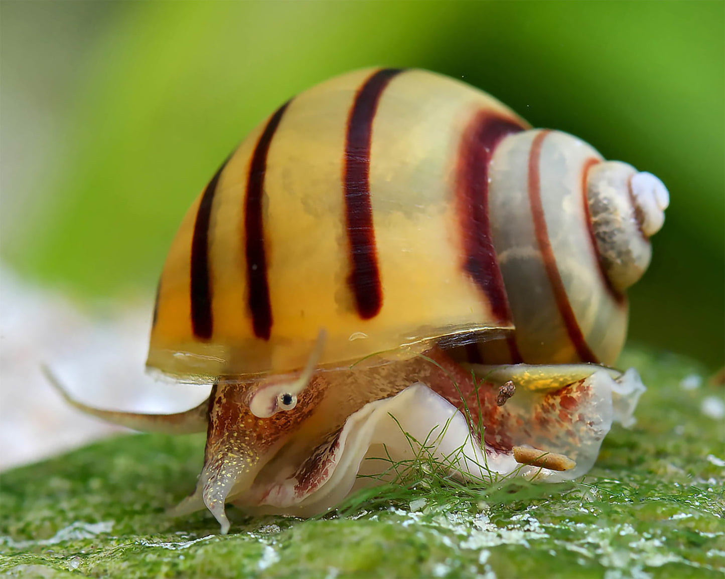 Escargot zèbre - Asolene spixi