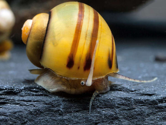 Escargot zèbre - Asolene spixi