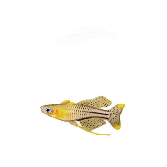 Rainbow spotted Blue eye - NageoireBleue