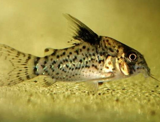 Corydoras Spotfin