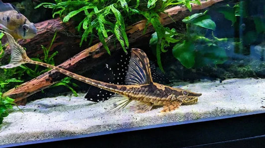 Le Pleco Farlowella Royal - NageoireBleue