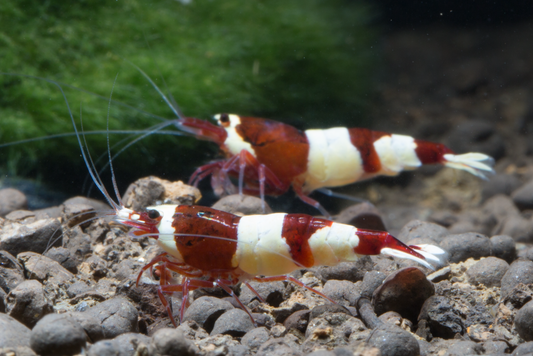 Crevette Taiwan Wine rouge et blanc - NageoireBleue