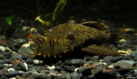 Ancistrus temminckii mâles adultes