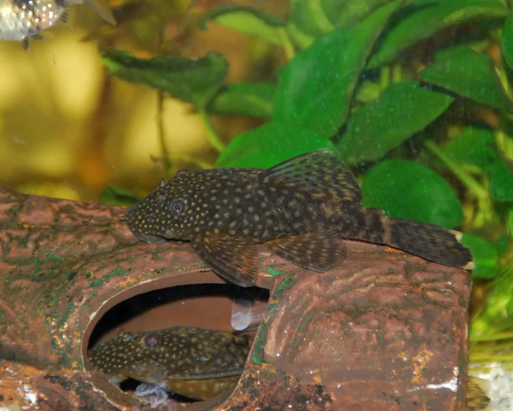 Ancistrus temminckii femelles
