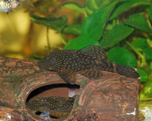 Ancistrus temminckii femelles