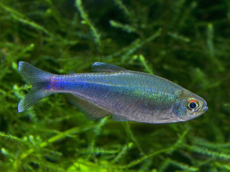 Tétra Péruvien Bleue