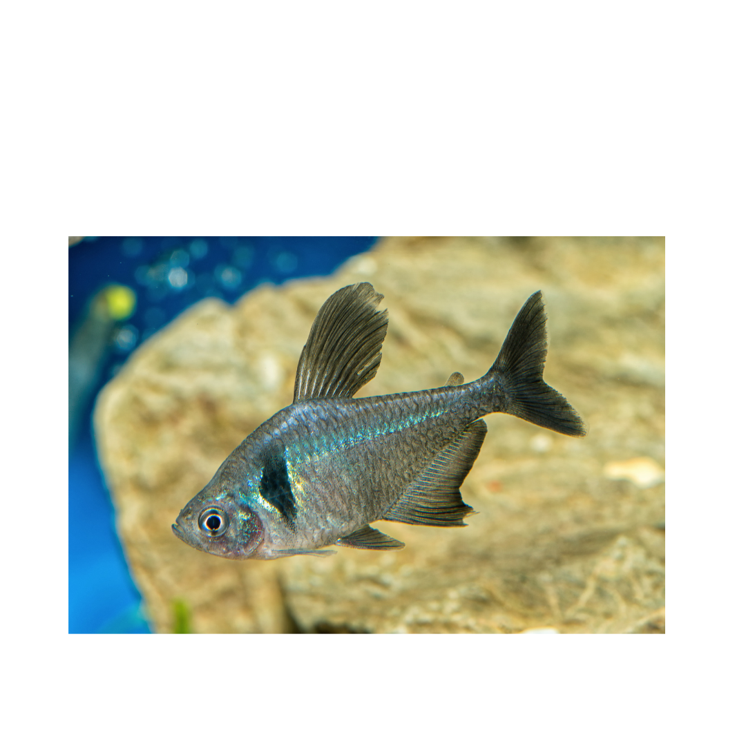 Hyphessobrycon megalopterus