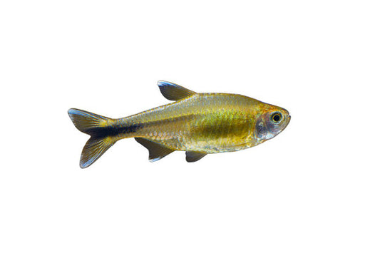 Silver tip tetra - NageoireBleue
