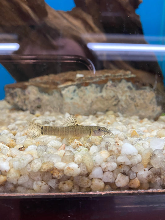 Loche de montagne thaïlandaise (Livraison)